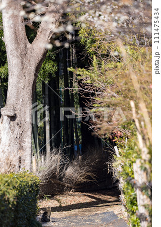 小道を歩く猫のある風景 和風庭園脇 小道を歩く猫のある風景 和風庭園脇 111475434