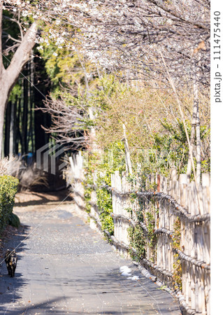 小道を歩く猫のある風景 和風庭園脇 小道を歩く猫のある風景 和風庭園脇 111475440