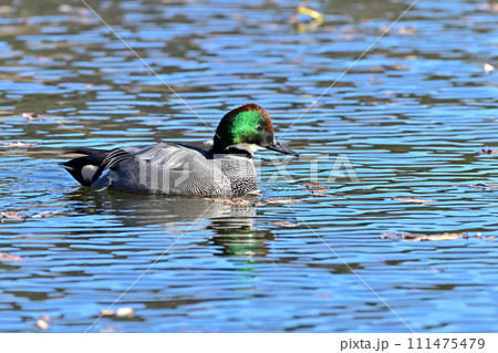 ヨシガモ ヨシガモ 111475479