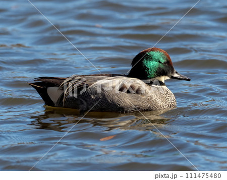 ヨシガモ 111475480