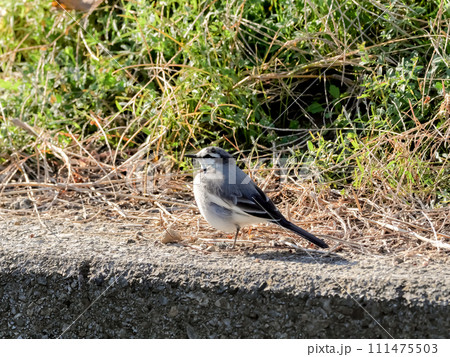 ハクセキレイ 111475503