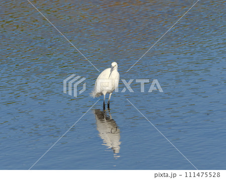 コサギ 111475528