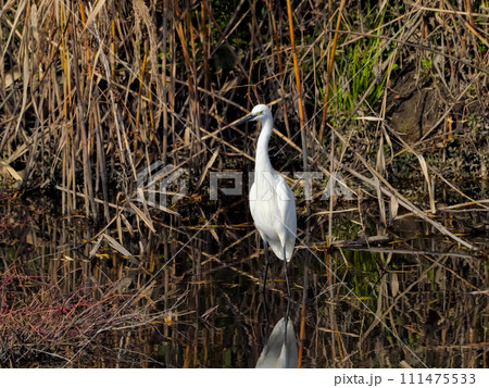 コサギ 111475533