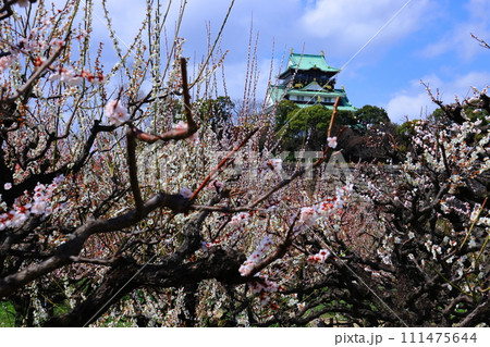 大阪城公園（大阪市中央区）に咲く梅の花＜豊後＞ 111475644
