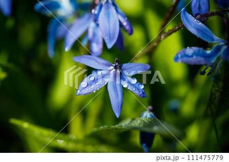 Closeup of blooming blue scilla luciliae flowers with raindrops in sunny day. First spring bulbous plants. Selective focus with bokeh effect. Closeup of blooming blue scilla luciliae flowers with raindrops in sunny day. First spring bulbous plants. Selective focus with bokeh effect. 111475779