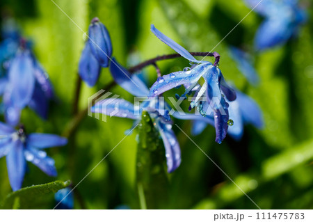 Closeup of blooming blue scilla luciliae flowers with raindrops in sunny day. First spring bulbous plants. Selective focus with bokeh effect. 111475783