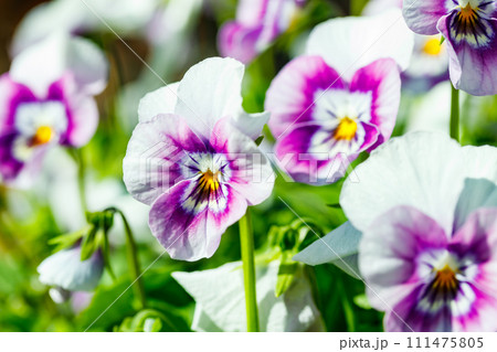White with violet pansy flowers in the garden, close up. 111475805