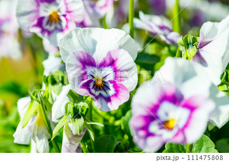 White with violet pansy flowers in the garden, close up. White with violet pansy flowers in the garden, close up. 111475808