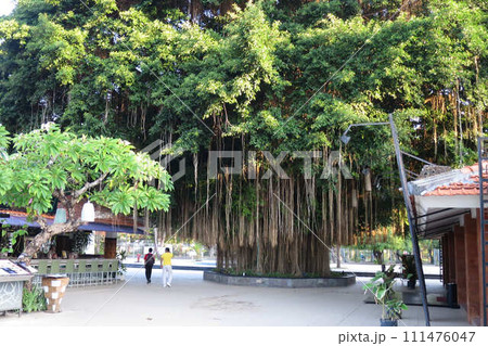 【バリ島】公園にそびえ立つ南国の大木 111476047