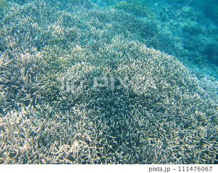 【バリ島】太陽光に照らされたレンボンガン島沖のサンゴ 【バリ島】太陽光に照らされたレンボンガン島沖のサンゴ 111476067