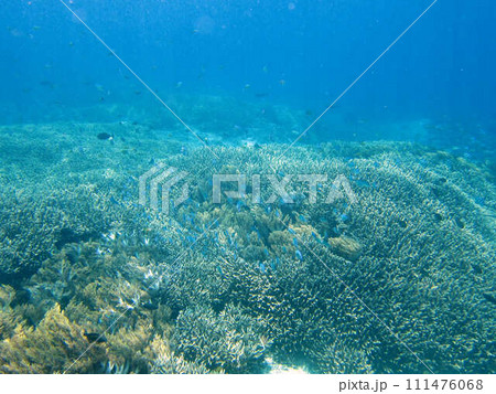 【バリ島】レンボンガン島沖のサンゴ礁と熱帯魚 【バリ島】レンボンガン島沖のサンゴ礁と熱帯魚 111476068