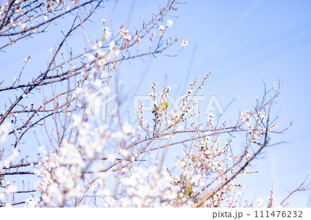 青空に映える白梅 梅の花とメジロ 早春の庭園 青空に映える白梅 梅の花とメジロ 早春の庭園 111476232