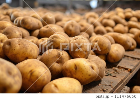 Potato sorting, processing and packing factory 111476650