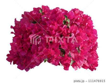 Pink Bougainvillea flower isolated on white background 111476915