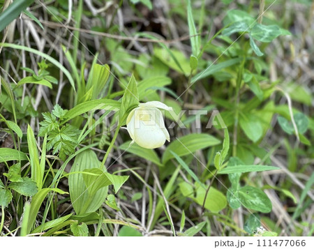 レブンアツモリソウ 111477066