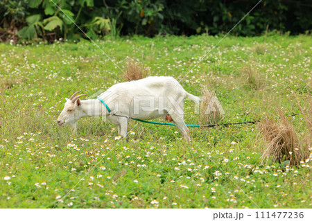 沖縄県小浜島のヤギ 111477236