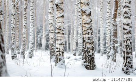 Snowy trunks of birch trees in winter forest Snowy trunks of birch trees in winter forest 111477289