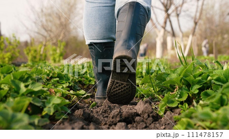 farmer walks across field rubber boots green strawberry sprouts, agriculture, green strawberry leaves, walking rubber boots ground, gardener rubber boots walks across field, fresh green sprouts 111478157