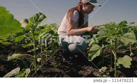 farmer touches green leaf sunflower, farmer walks rubber boots along rows crops farm, agriculture, field, lifestyle agriculture business concept, green sunflowers grow field, sunflower farm field farmer touches green leaf sunflower, farmer walks rubber boots along rows crops farm, agriculture, field, lifestyle agriculture business concept, green sunflowers grow field, sunflower farm field 111478221