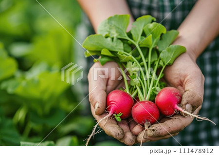 Organic vegetables. Farmers hands holding fresh radish. 111478912