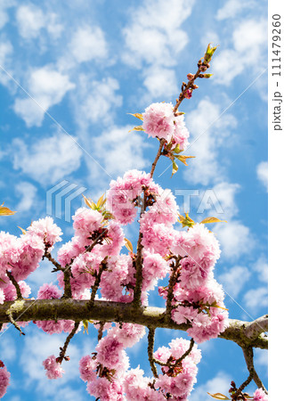斑点模様の雲の浮かぶ空と明るい日差しの下の満開のピンク色の枝垂れ桜　春の訪れ 111479260
