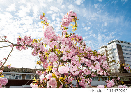 斑点模様の雲の浮かぶ空と明るい日差しの下の満開のピンク色の枝垂れ桜　春の訪れ 111479293