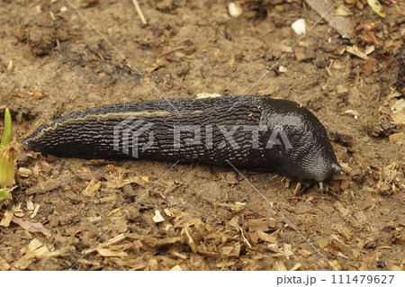 Closeup on a large slimy, air-breathing ash-black land slug, Limax cinereoniger Closeup on a large slimy, air-breathing ash-black land slug, Limax cinereoniger 111479627