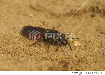 Closeup on the colorful red white lipped blood bee, Sphecodes albilabris a cleptoparasite on Colletes cunicularius bees 111479634
