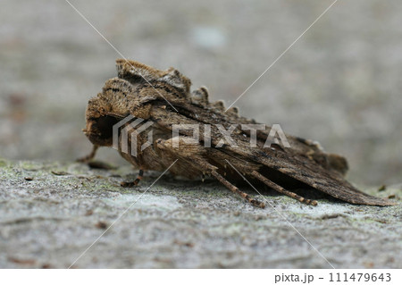 Closeup on the dark arches owlet moth, Apamea monoglypha, sitting on wood in the garden 111479643