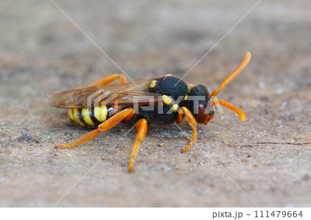Closeup shot of a female of the cleptoparasite painted nomad bee, Nomada fucata 111479664
