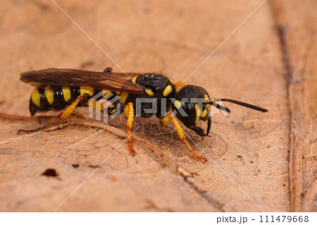 Closeup on a Sand Tailed Digger Wasp , Cerceris arenaria sitting on dried leaf Closeup on a Sand Tailed Digger Wasp , Cerceris arenaria sitting on dried leaf 111479668