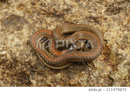 Closeup on the Northwestern Gartersnake , Thamnophis ordinoides 111479672