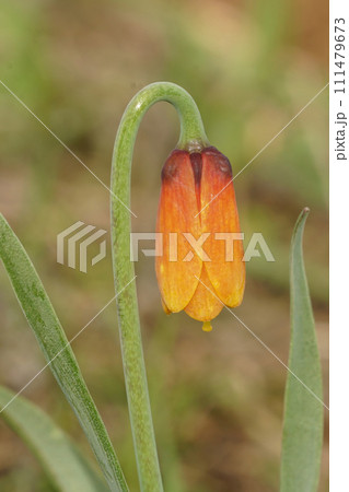 Closeup on an emerging orange flower of the Yellow bell wildflower, Fritillaria pudica, in the Columbia river Gorge, North Oregon 111479673