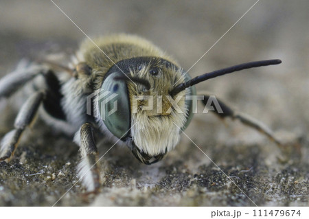 Facial closeup on a male of alfalfa leafcutter bee, Megachile rotundata in the Gard, France 111479674