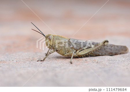 Closeup on an adult Egyptian locust, Anacridium aegyptium, sitting on a stone Closeup on an adult Egyptian locust, Anacridium aegyptium, sitting on a stone 111479684