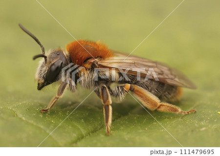 Closeup on a females orange-tailed mining bee , Andrena haemorrhoa, one the more colorful European springtime sollitary bees Closeup on a females orange-tailed mining bee , Andrena haemorrhoa, one the more colorful European springtime sollitary bees 111479695