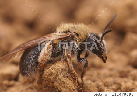 Detailed close-up on a female Orange tailed mining bee, Andrena haemorrhoa sitting on the ground Detailed close-up on a female Orange tailed mining bee, Andrena haemorrhoa sitting on the ground 111479696