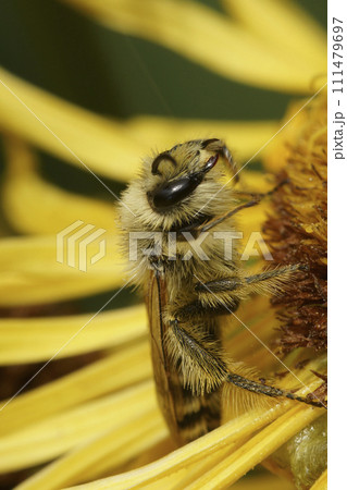Closeup on a fluffy female Pantaloon bee, Dasypoda hirtipes, sitting on a yellow flower Closeup on a fluffy female Pantaloon bee, Dasypoda hirtipes, sitting on a yellow flower 111479697