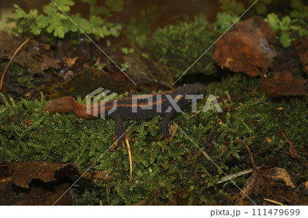 Closeup shot of an endangered red-tailed Mandarin Knobby newt on green moss , Tylototriton kweichowensis 111479699