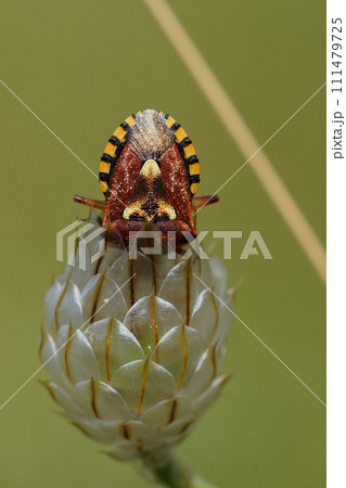 Closeup on a colorful mediterranean pentatomid shieldbug, Codophila varia Closeup on a colorful mediterranean pentatomid shieldbug, Codophila varia 111479725
