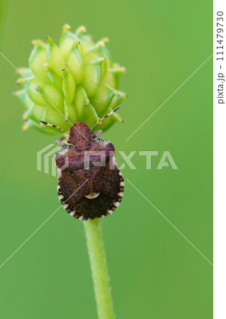 Vertical closeup on a plant parasite brown bug, Dyroderes umbraculatus on it's host plant 111479730