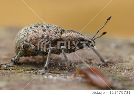 Detailed closeup on a grey colored European weevil beetle, Liophloeus tessulatus Detailed closeup on a grey colored European weevil beetle, Liophloeus tessulatus 111479731