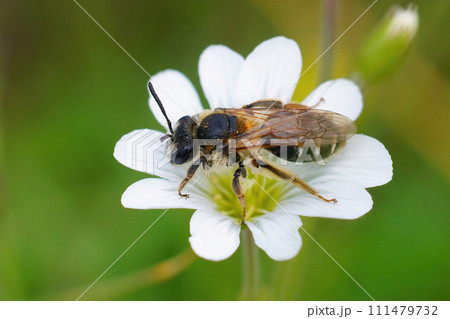 Closeup of a cute female Short-fringed Mining Bee, Andrena dorsata on a white flower Closeup of a cute female Short-fringed Mining Bee, Andrena dorsata on a white flower 111479732