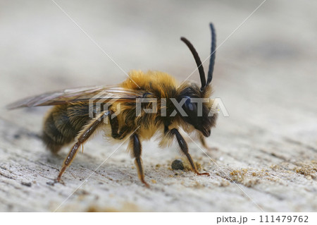 Colorful closeup on a golden brown male Gray-gastered mining bee, Andrena tibialis, sitting on wood Colorful closeup on a golden brown male Gray-gastered mining bee, Andrena tibialis, sitting on wood 111479762
