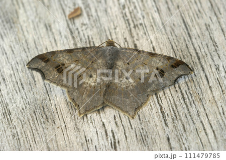 Closeup on a Peacock geometer moth, Macaria notata, with spread wings on wood Closeup on a Peacock geometer moth, Macaria notata, with spread wings on wood 111479785