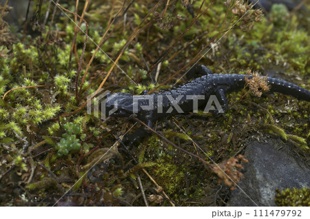 Closeup on the rare, charcoal black European alpine salamander, Salamandra atra from the Swiss Alps Closeup on the rare, charcoal black European alpine salamander, Salamandra atra from the Swiss Alps 111479792