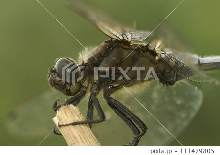 Closeup on a black meadowhawk dragonfly, Sympetrum danae, sitting on a twig with open wings 111479805