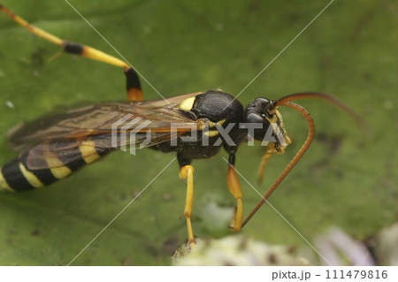 Detailed close up on a colorful black and yellow Ichneumonid wasp, Ichneumon sarcitorius Detailed close up on a colorful black and yellow Ichneumonid wasp, Ichneumon sarcitorius 111479816