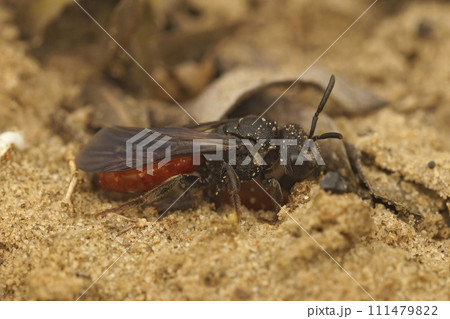 Closeup on the colorful red white lipped blood bee, Sphecodes albilabris a cleptoparasite on Colletes cunicularius bees 111479822