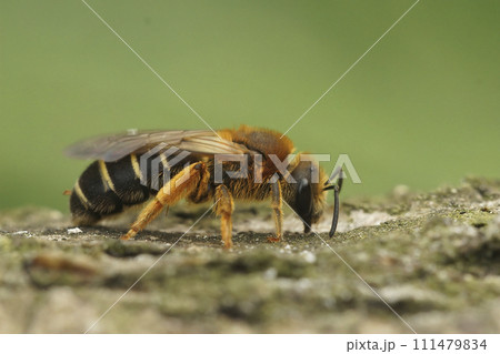 Closeup on a female Orange legged furrow bee, Halictus rubicundus sitting on dried vegetation in the field Closeup on a female Orange legged furrow bee, Halictus rubicundus sitting on dried vegetation in the field 111479834